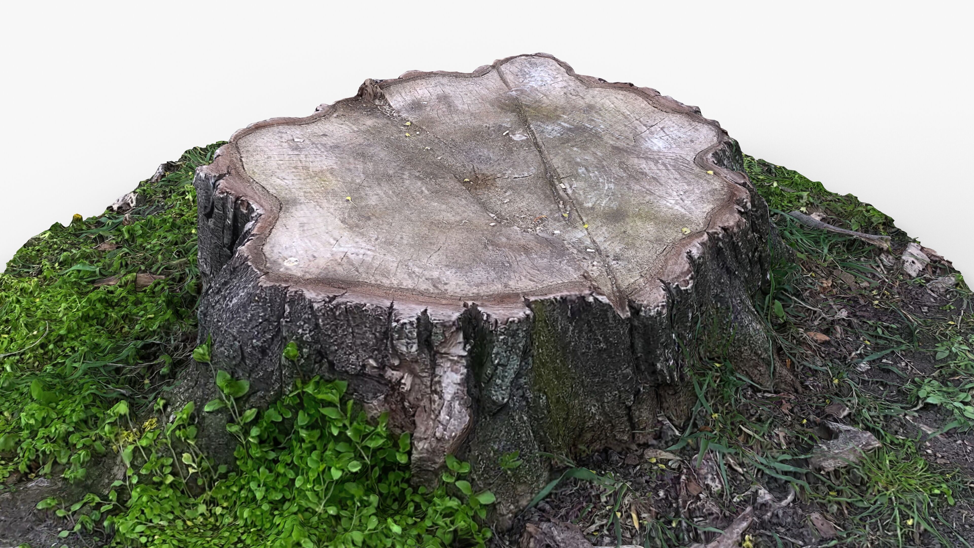 Photorealistic 3D scan of Tree Sawed wood Stump Low-poly 3D model_5