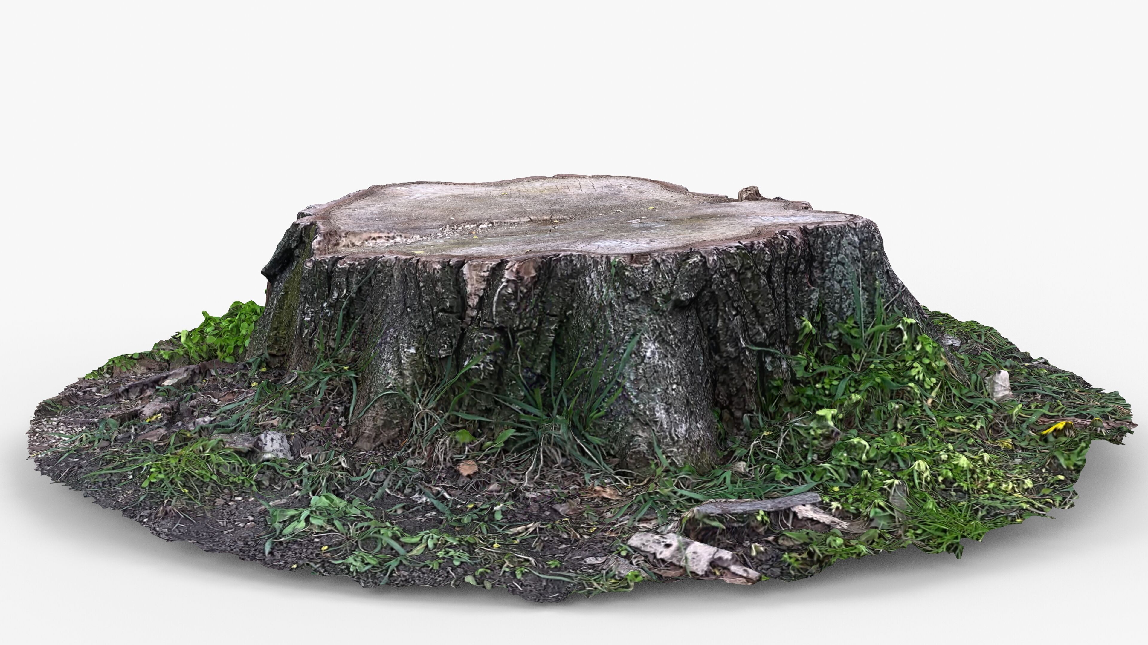 Photorealistic 3D scan of Tree Sawed wood Stump Low-poly 3D model_12