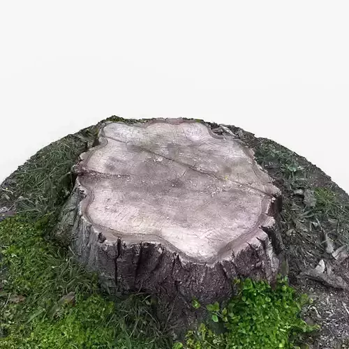Photorealistic 3D scan of Tree Sawed wood Stump