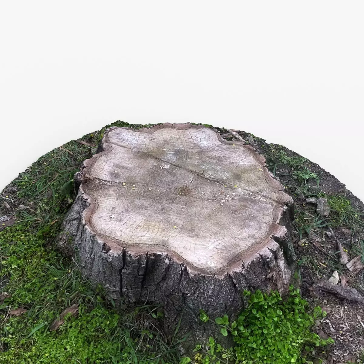 Photorealistic 3D scan of Tree Sawed wood Stump Low-poly 3D model_0