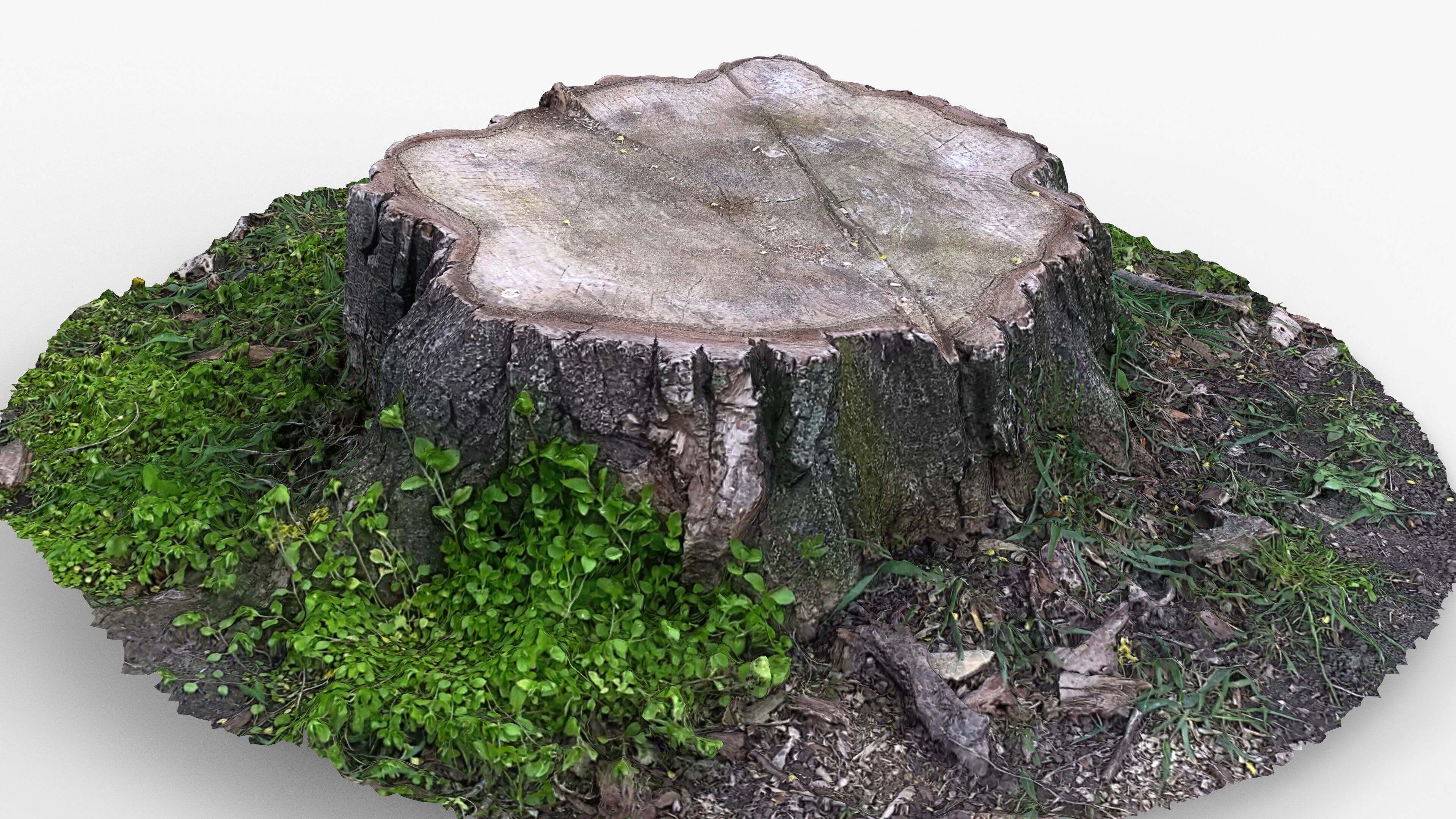 Photorealistic 3D scan of Tree Sawed wood Stump Low-poly 3D model_15
