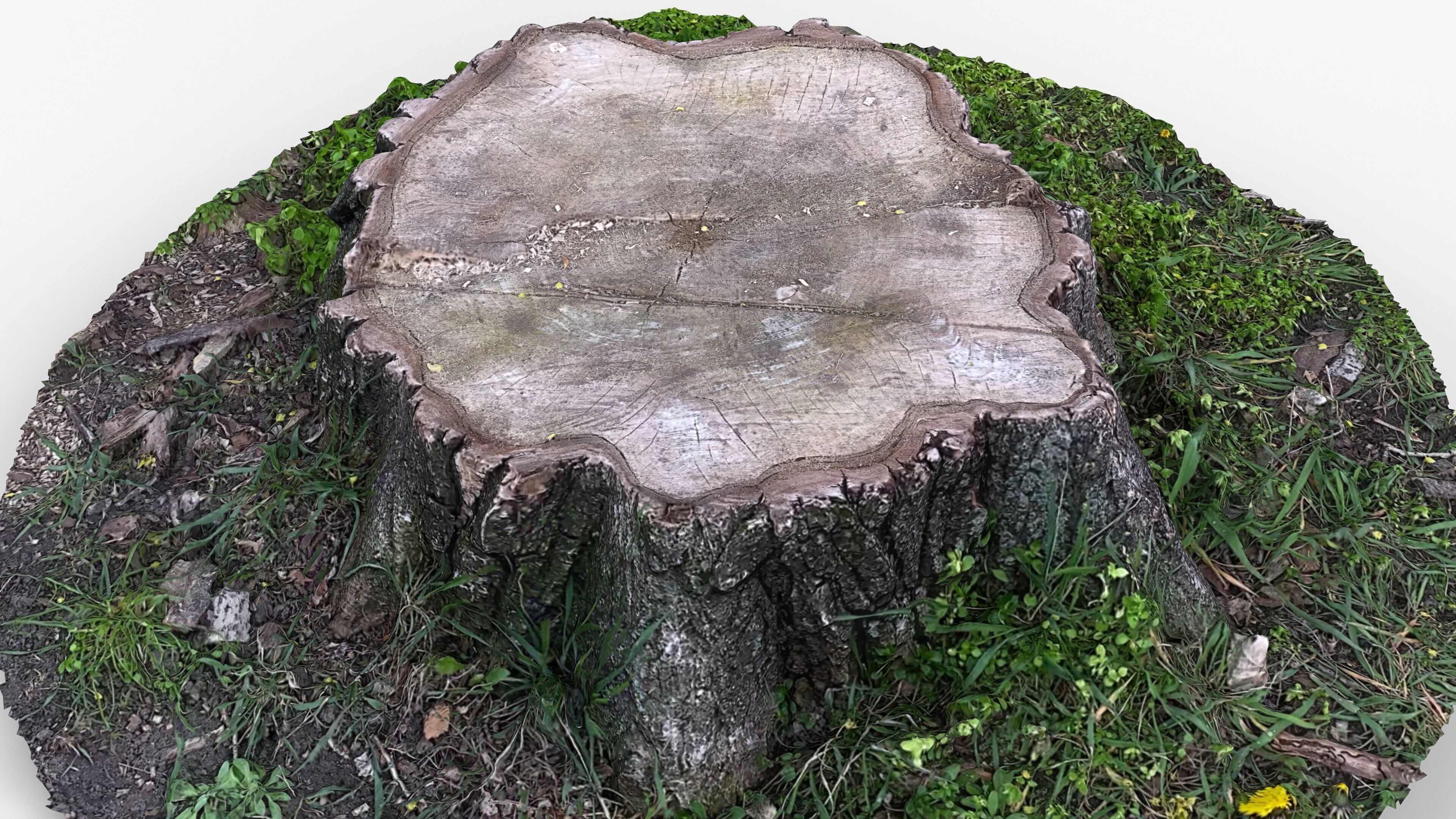 Photorealistic 3D scan of Tree Sawed wood Stump Low-poly 3D model_3
