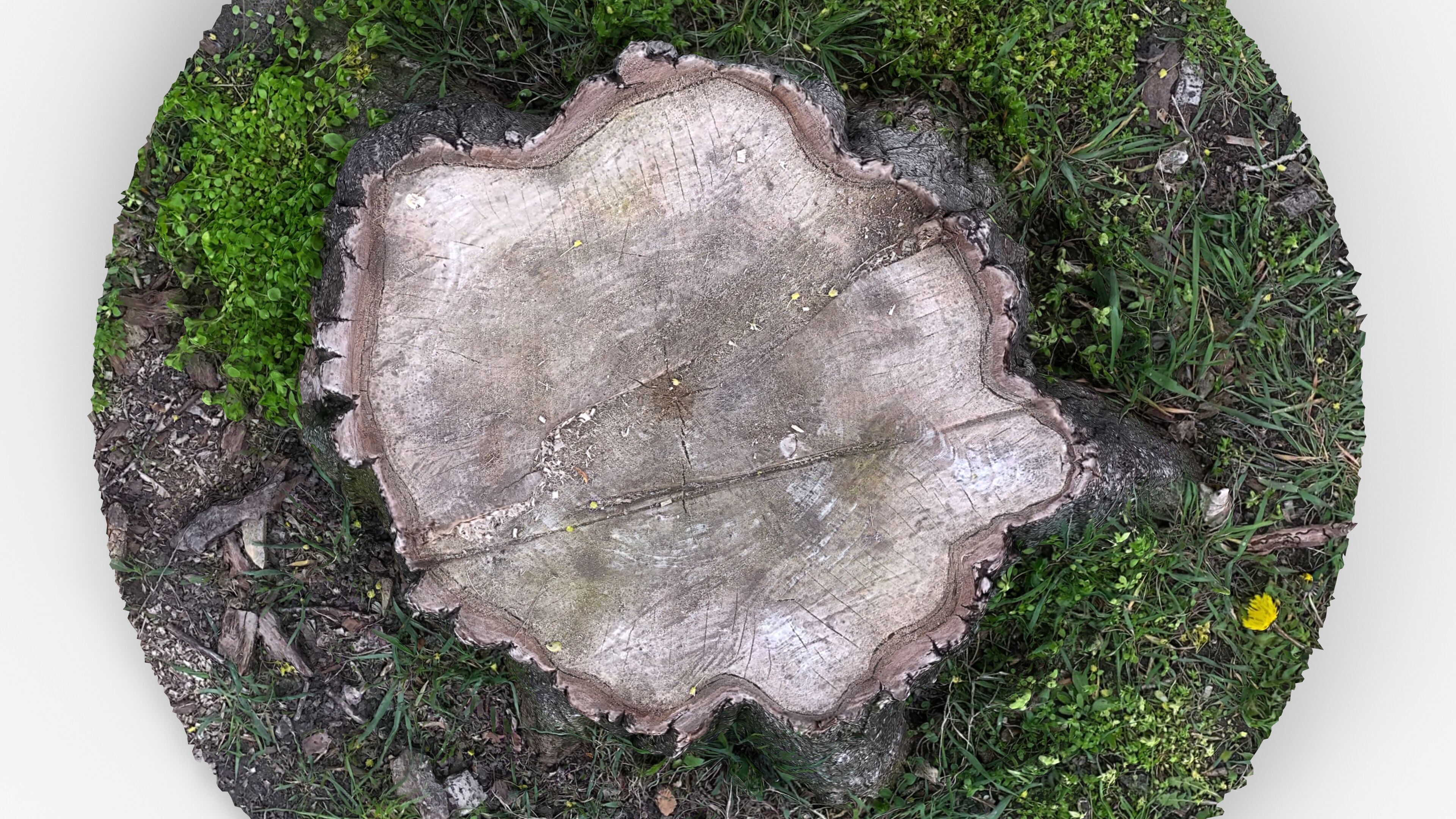 Photorealistic 3D scan of Tree Sawed wood Stump Low-poly 3D model_13
