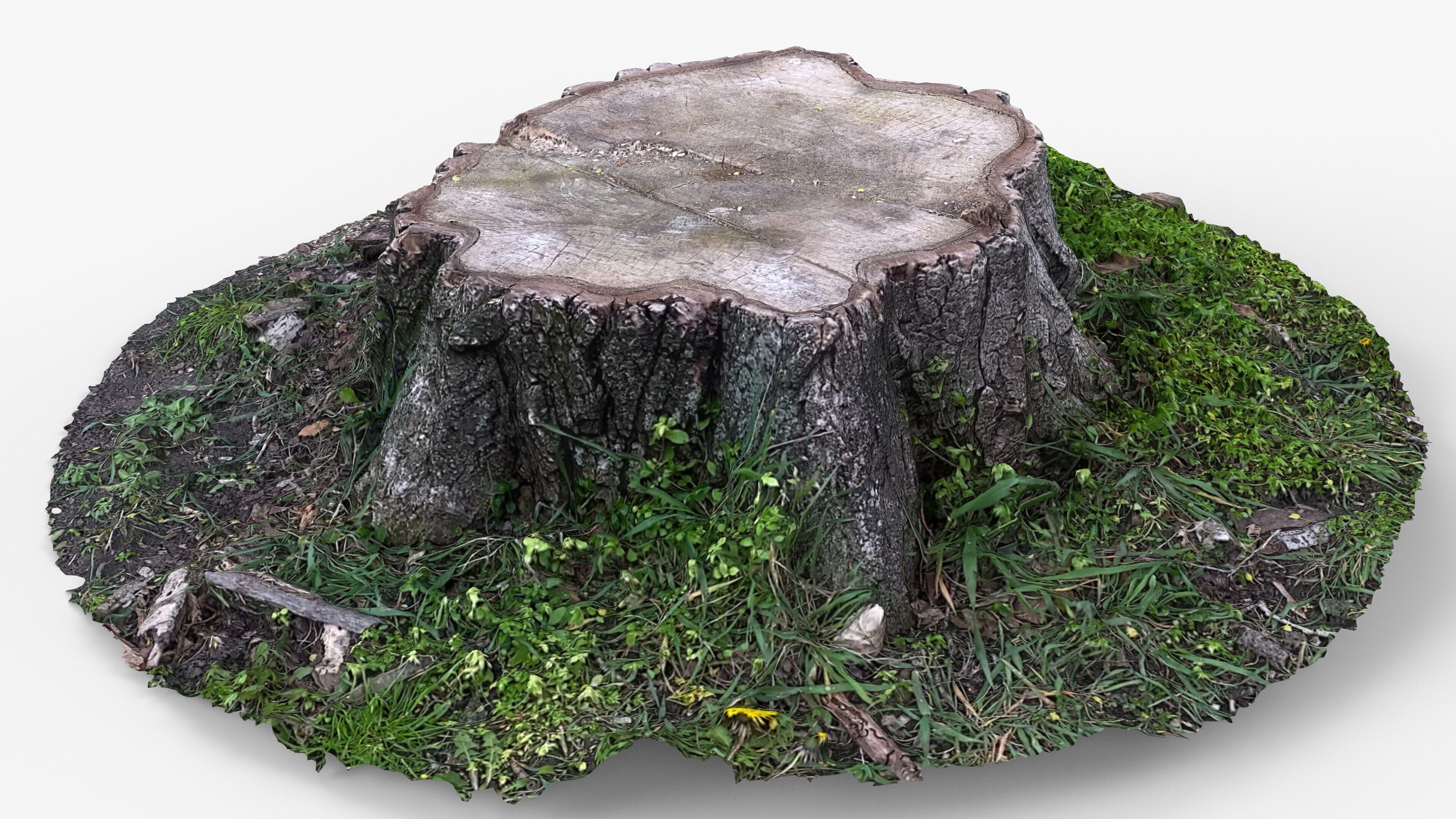 Photorealistic 3D scan of Tree Sawed wood Stump Low-poly 3D model_14