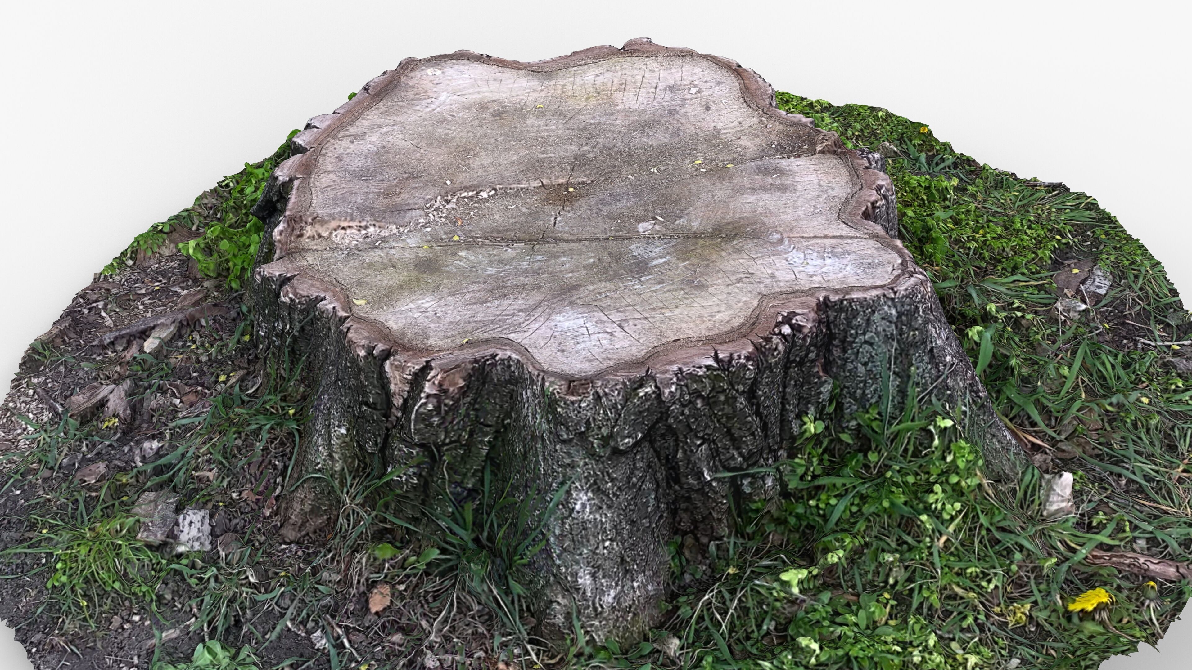 Photorealistic 3D scan of Tree Sawed wood Stump Low-poly 3D model_7