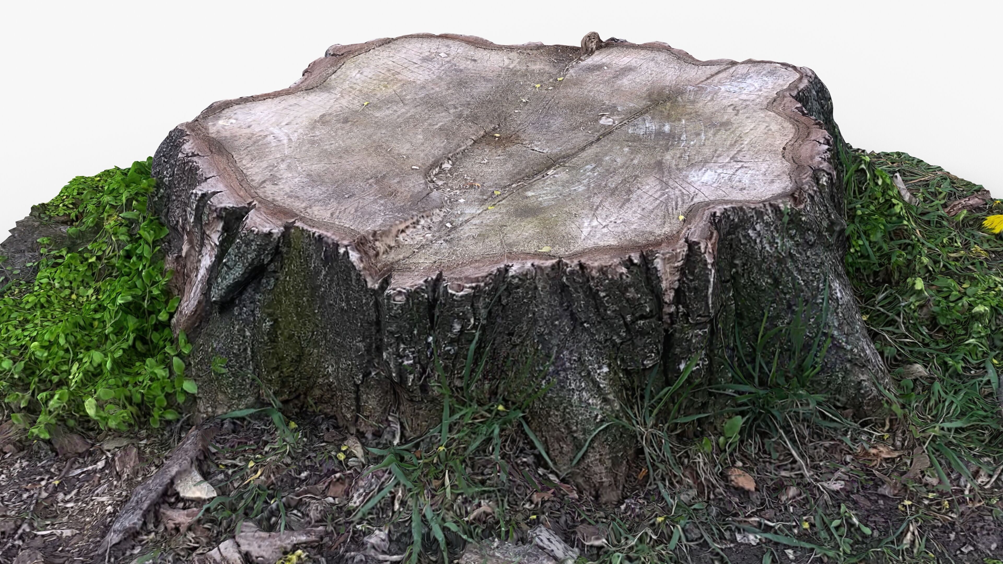 Photorealistic 3D scan of Tree Sawed wood Stump Low-poly 3D model_6