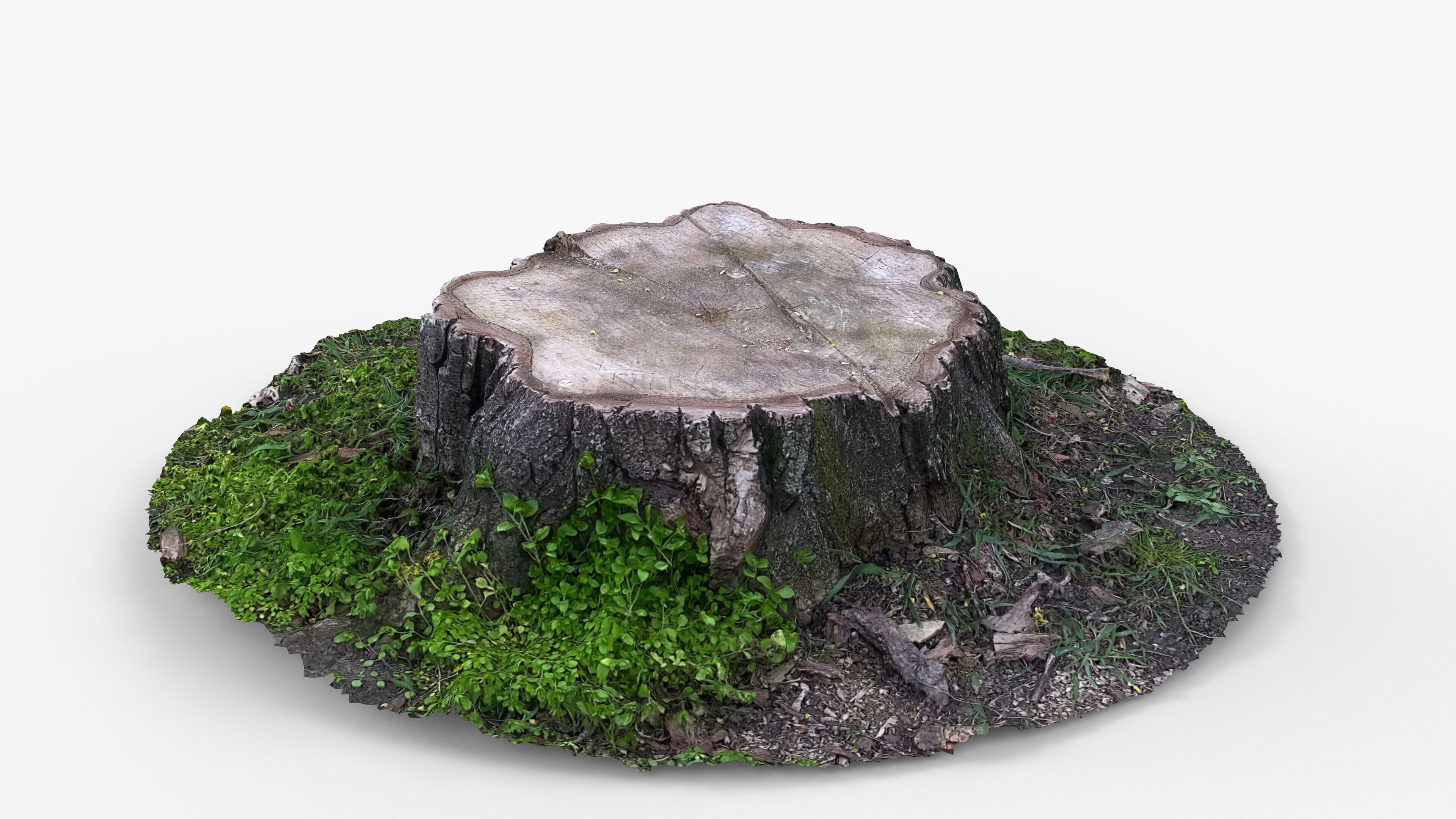 Photorealistic 3D scan of Tree Sawed wood Stump Low-poly 3D model_9