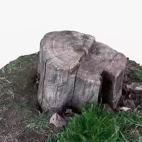 Photorealistic 3D scan of Tree Sawed wood Stump