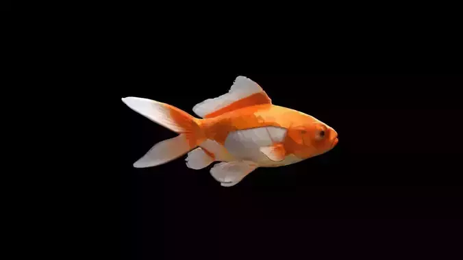 Golden Fish Watercolor  Cute Animal Pet 3d Render