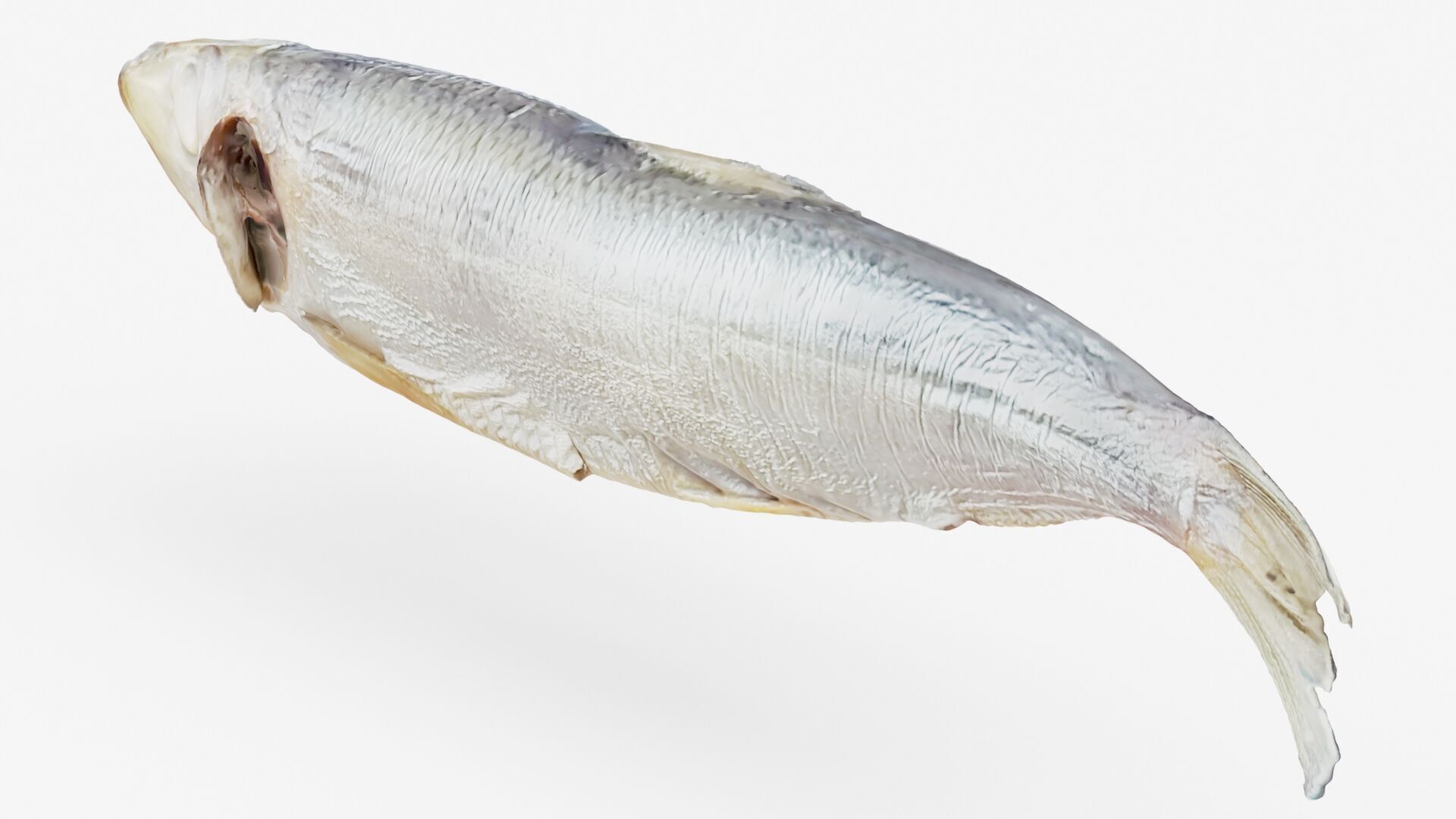 Atlantic herring 3d scan 3D model_17