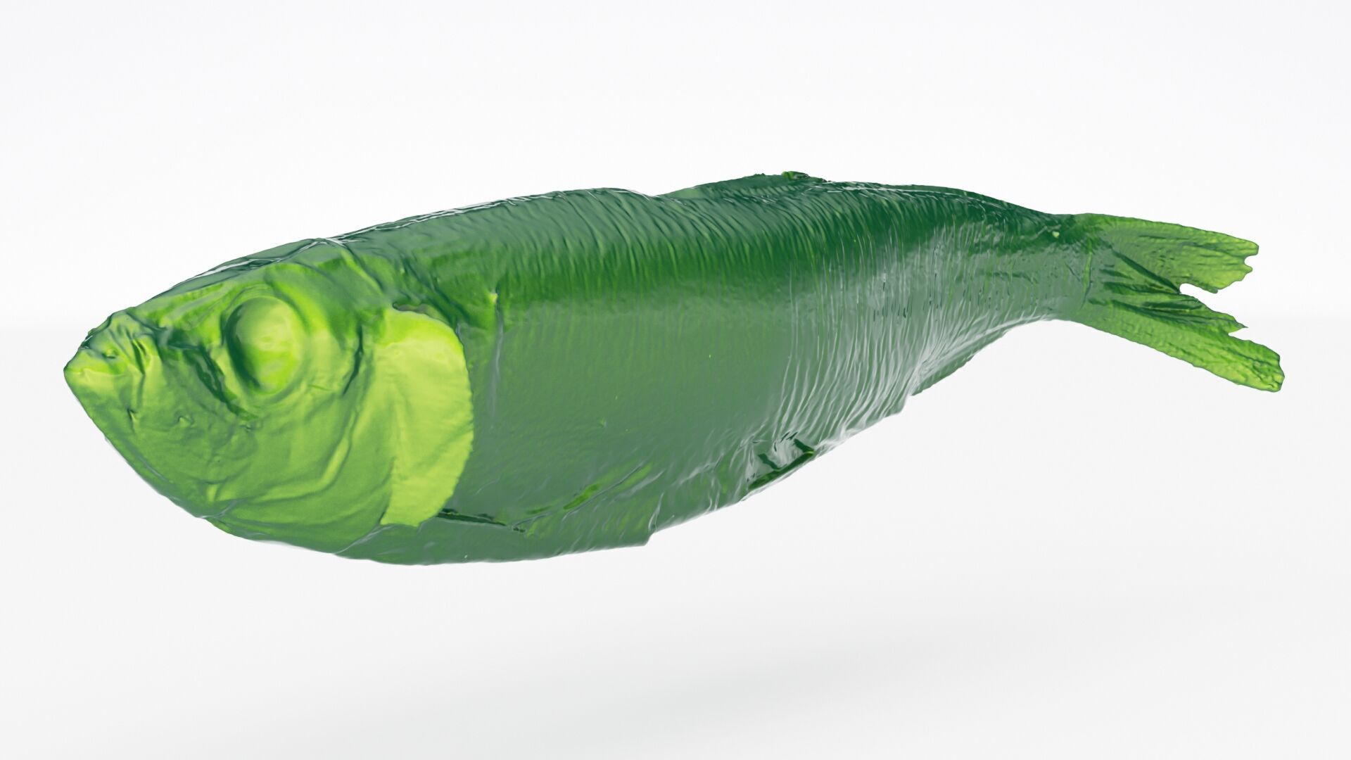 Atlantic herring 3d scan 3D model_12