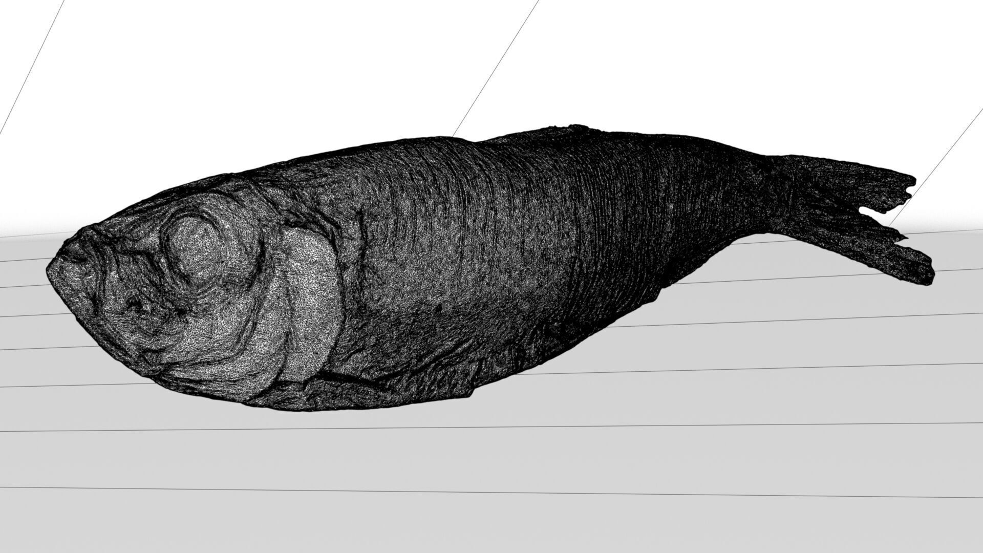 Atlantic herring 3d scan 3D model_15