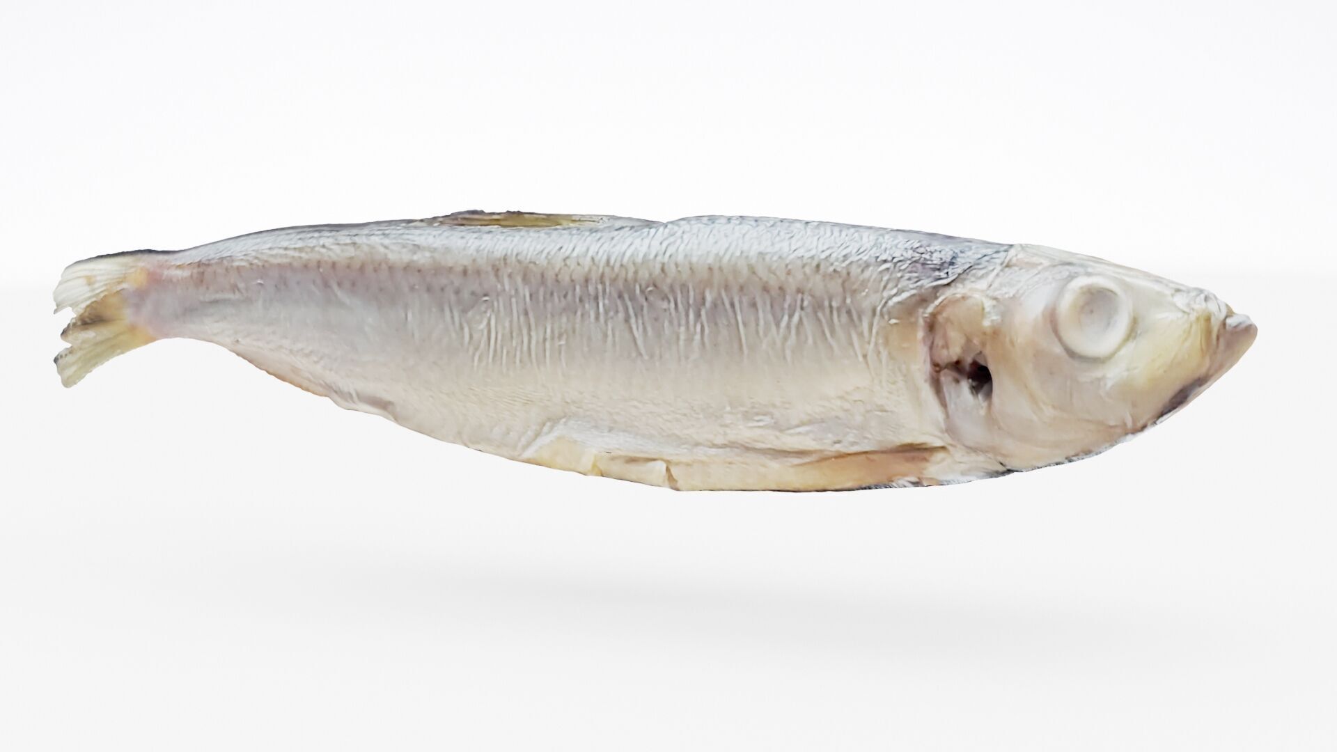 Atlantic herring 3d scan 3D model_8