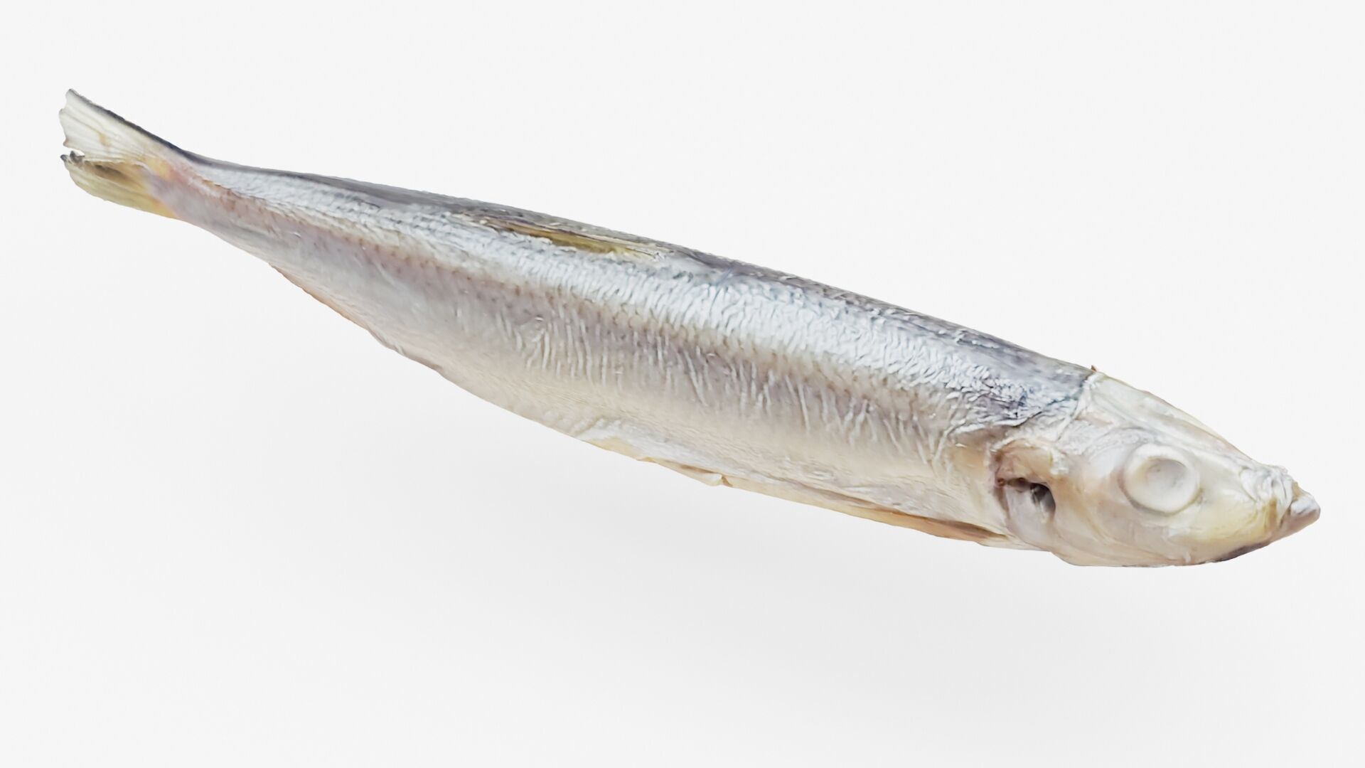 Atlantic herring 3d scan 3D model_9
