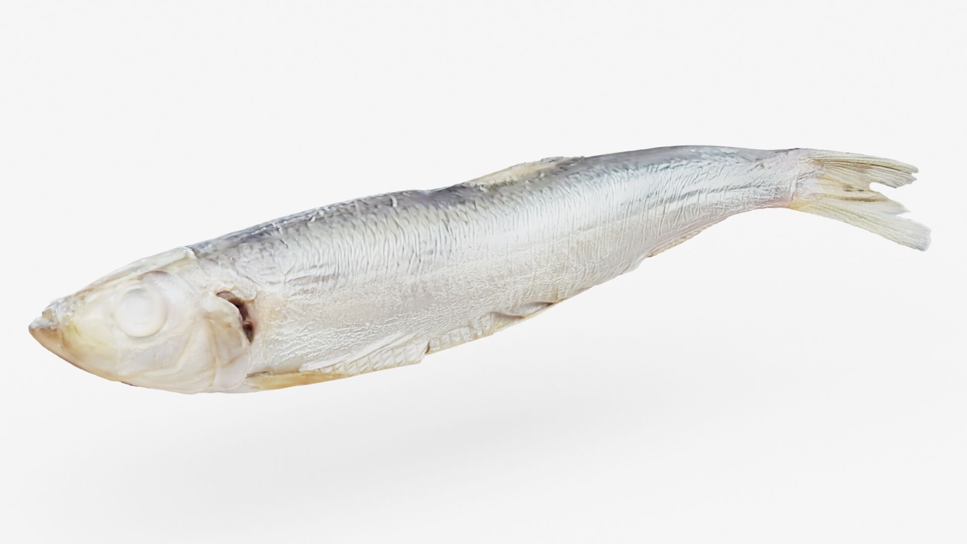 Atlantic herring 3d scan 3D model_3
