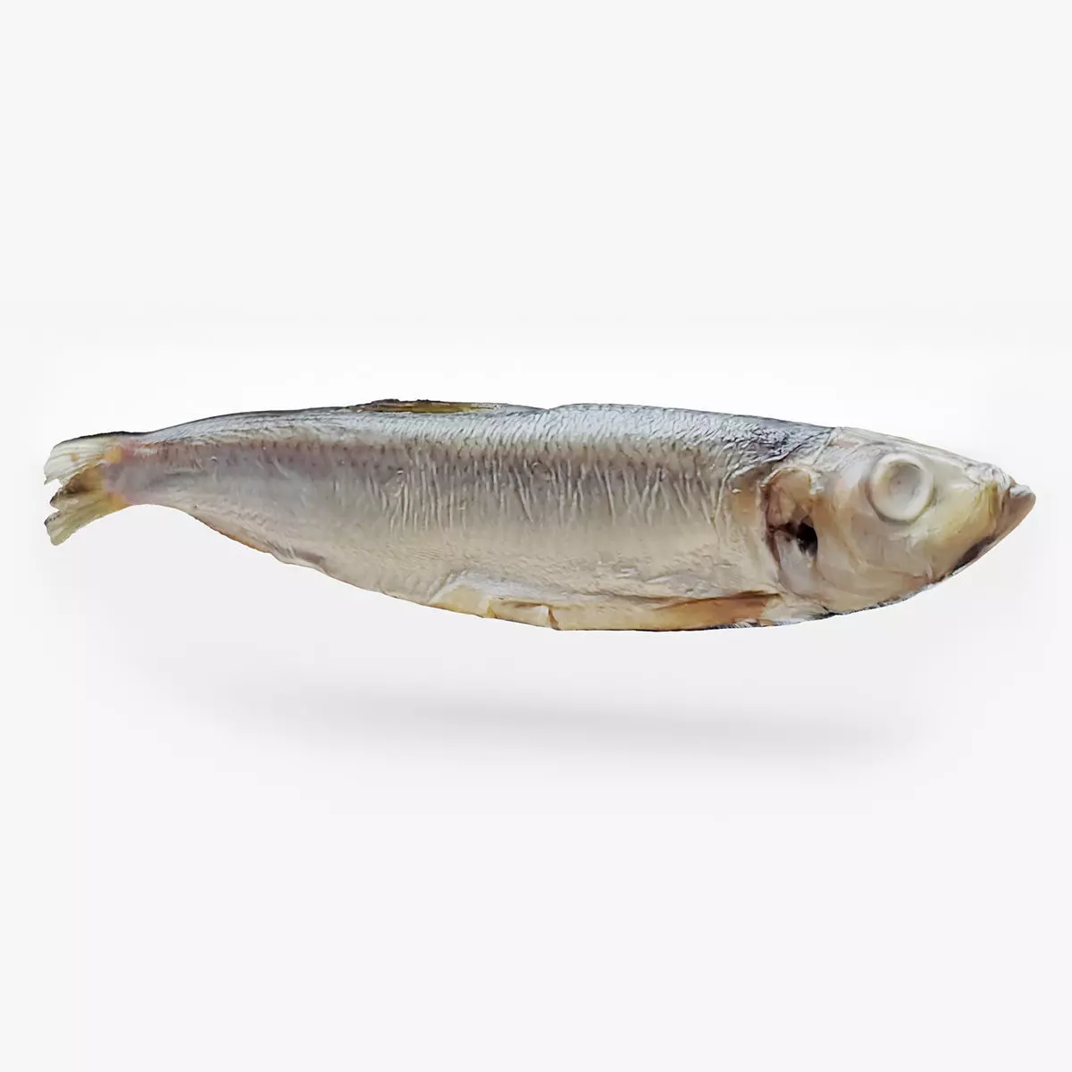 Atlantic herring 3d scan 3D model_0