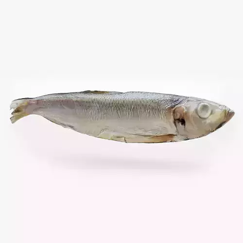 Atlantic herring 3d scan
