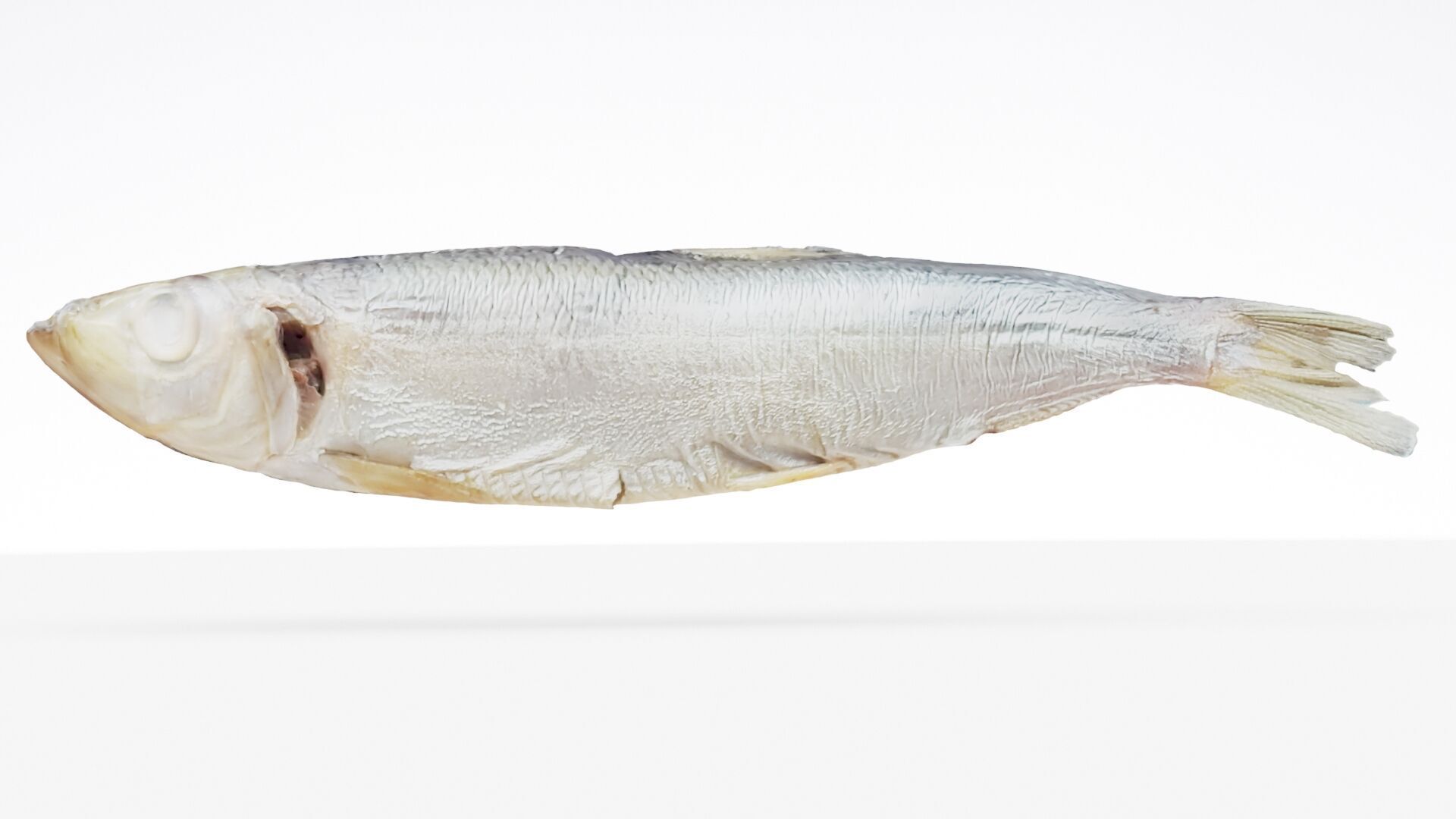 Atlantic herring 3d scan 3D model_1