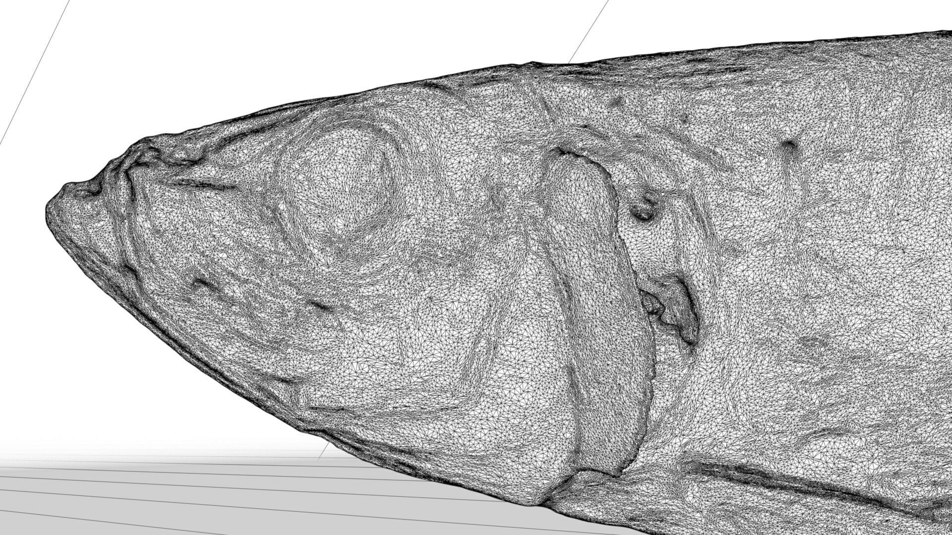 Atlantic herring 3d scan 3D model_11