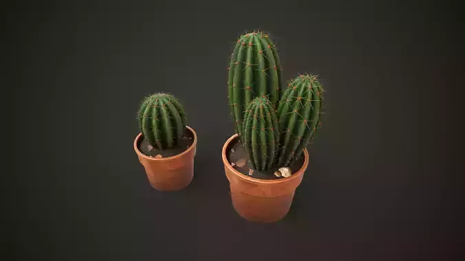 Potted Cactus Set