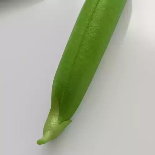 Green Peas 3D Model