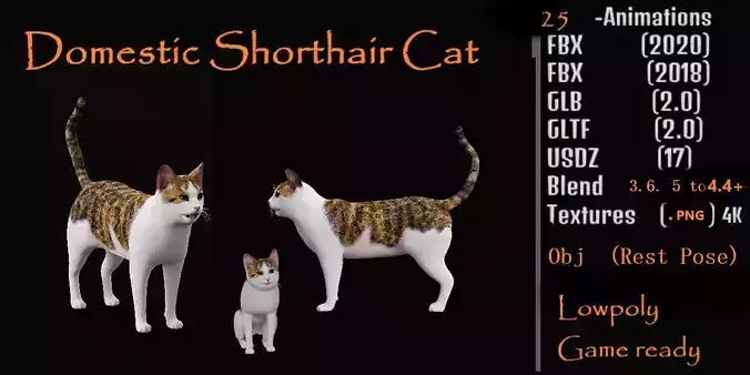 Domestic Shorthair Cat