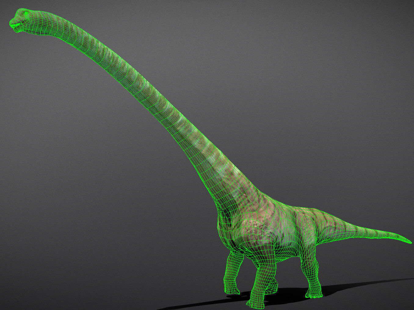 Mamenchisaurus  Low-poly 3D model_2