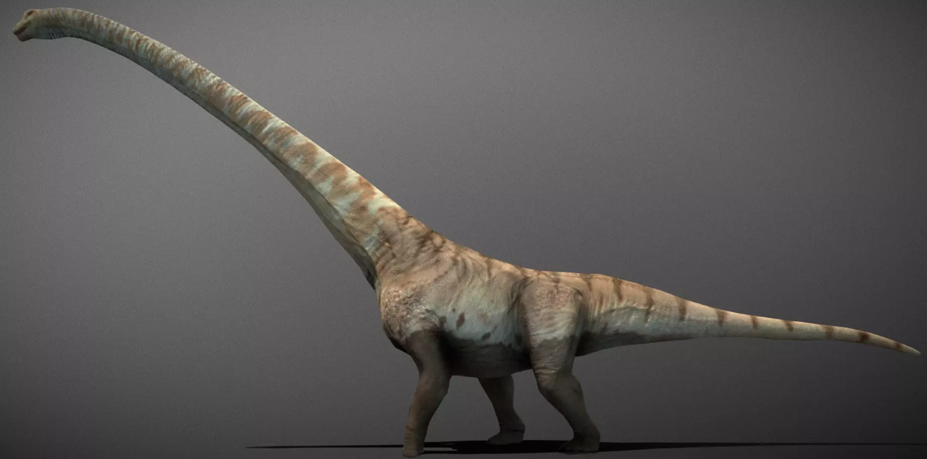 Mamenchisaurus  Low-poly 3D model_0