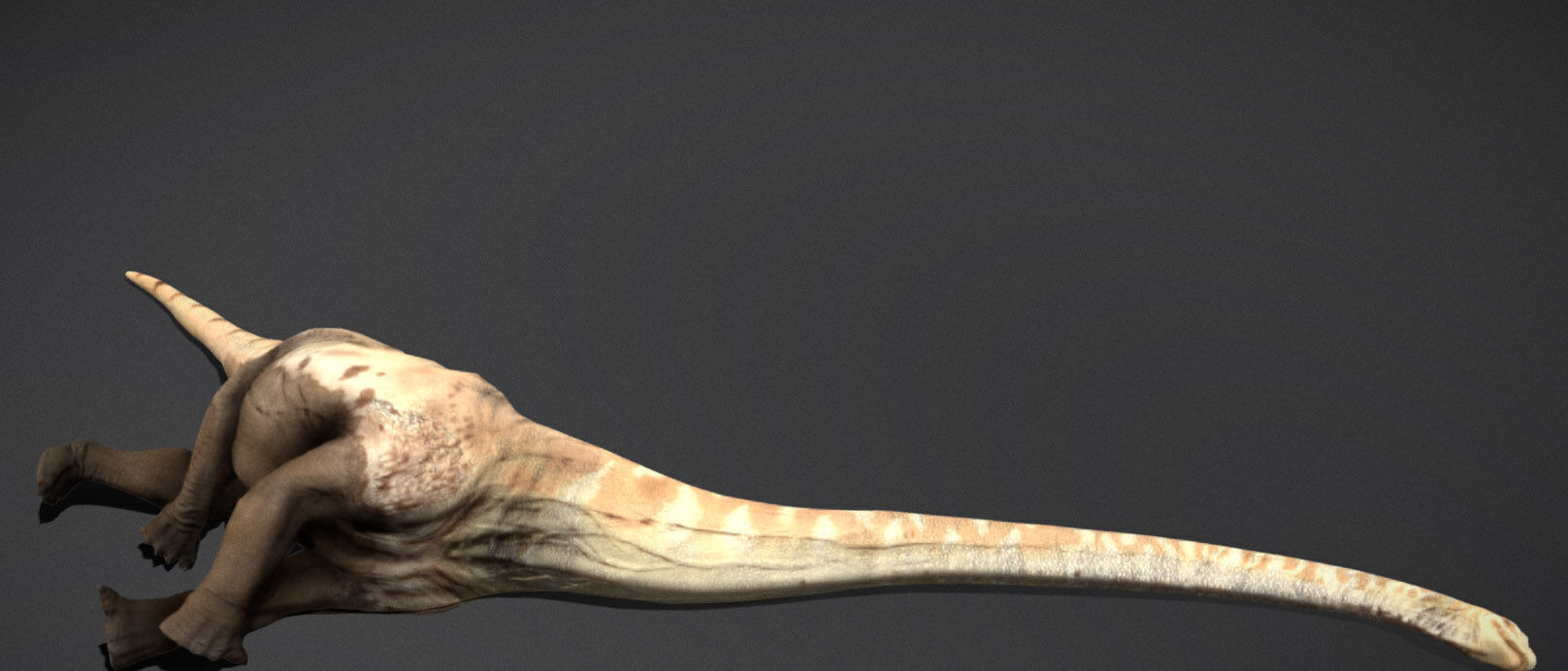 Mamenchisaurus  Low-poly 3D model_4