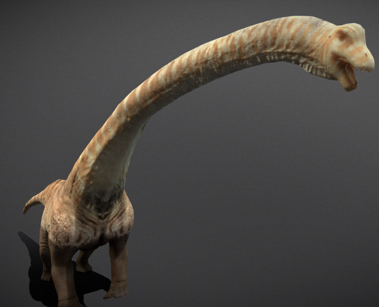 Mamenchisaurus  Low-poly 3D model_7