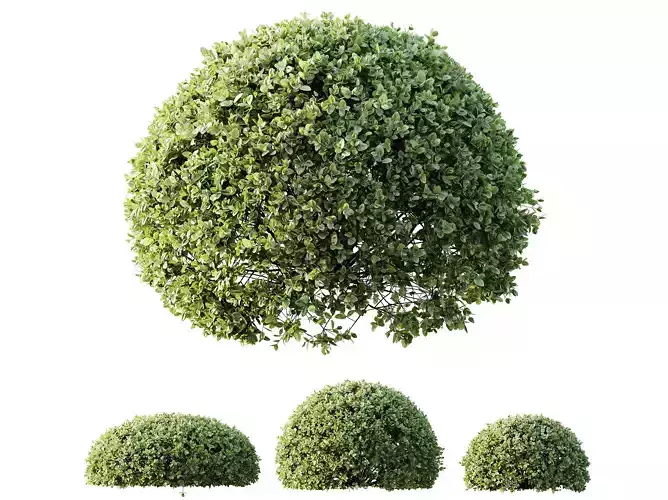 AV Plant Pittosporum Tobira Shrub Buxus Semperviren Cheesewood