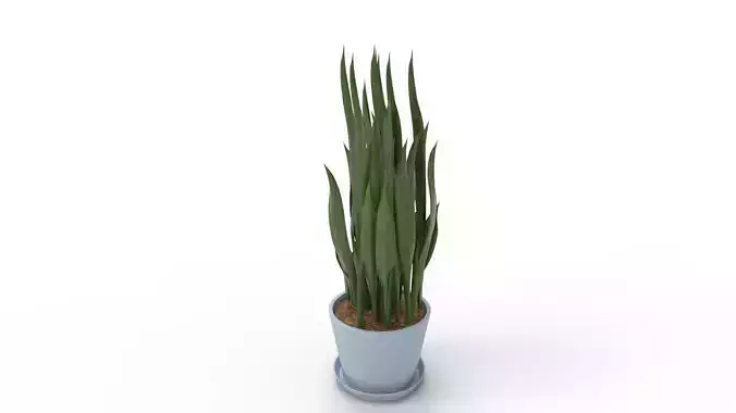 Sansevieria Aubrytniana Metallica 