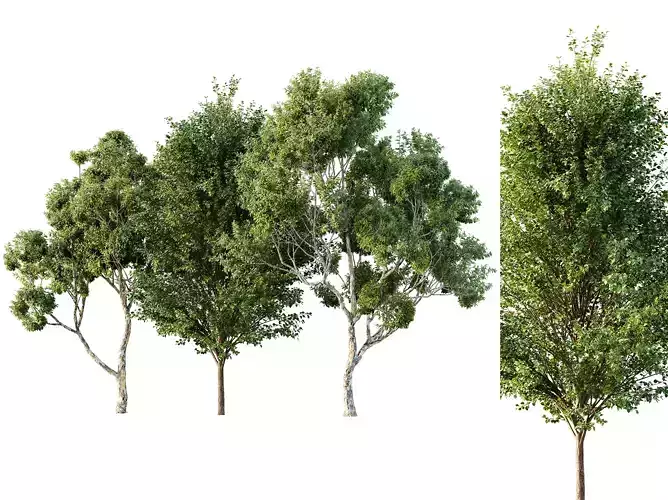 AV Sydney blue gum and Canadian Poplar 3 Trees 3D model