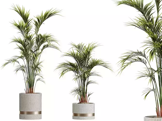 AV HousePlants Areca Majesty Cat Reed Palm