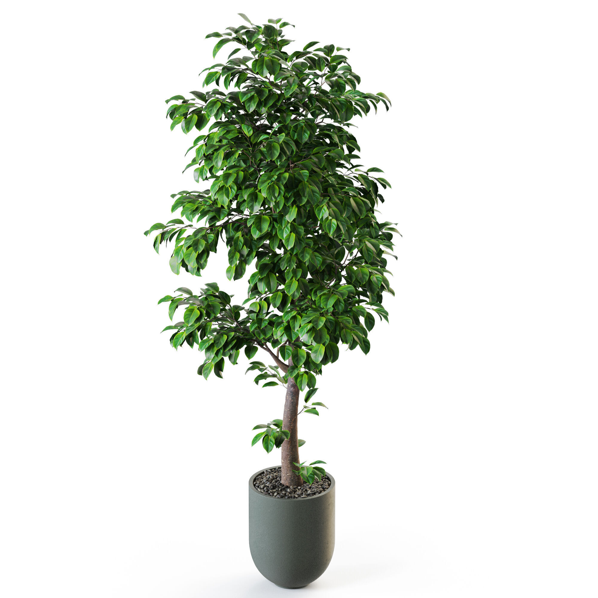 Plant 1202 3D model_3