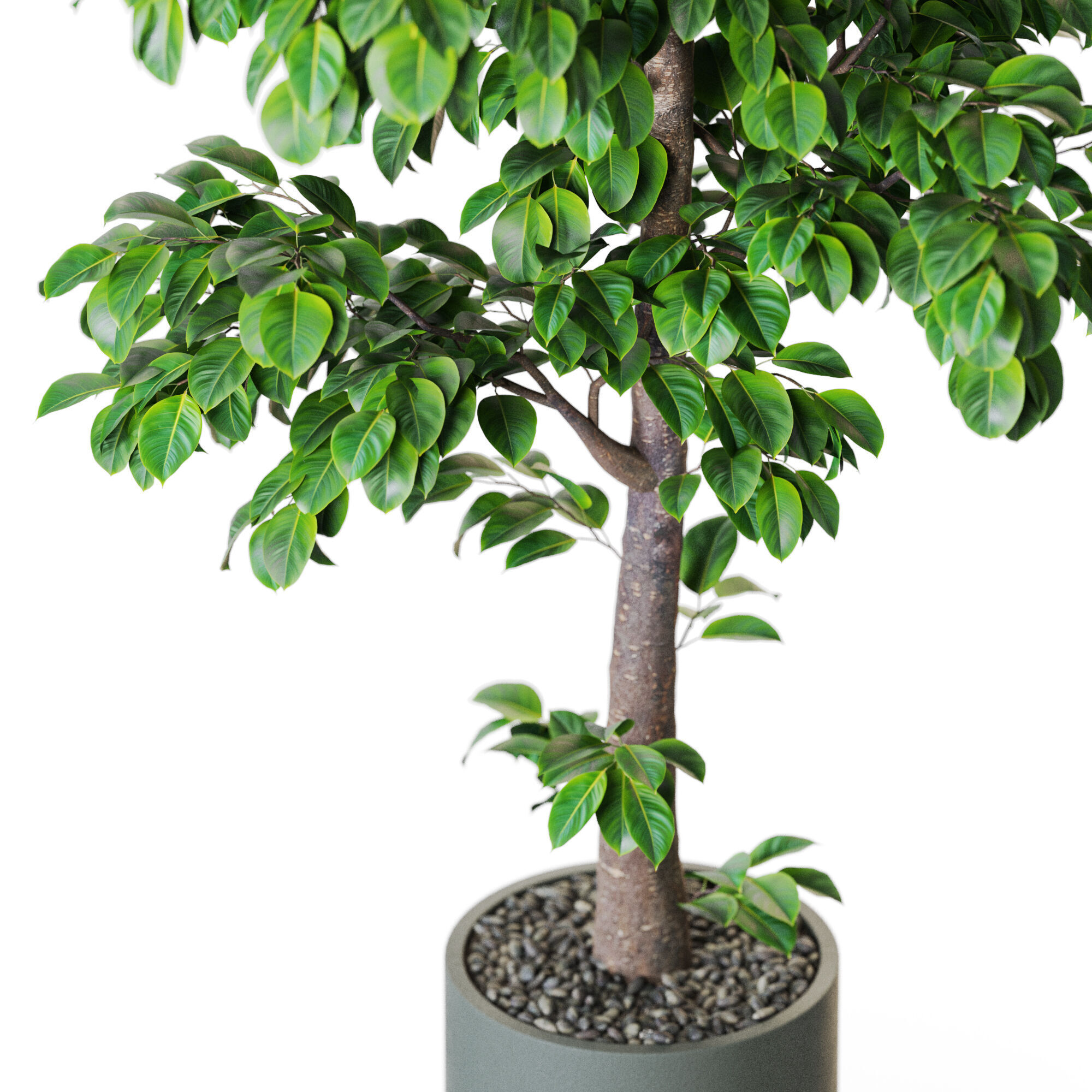 Plant 1202 3D model_2