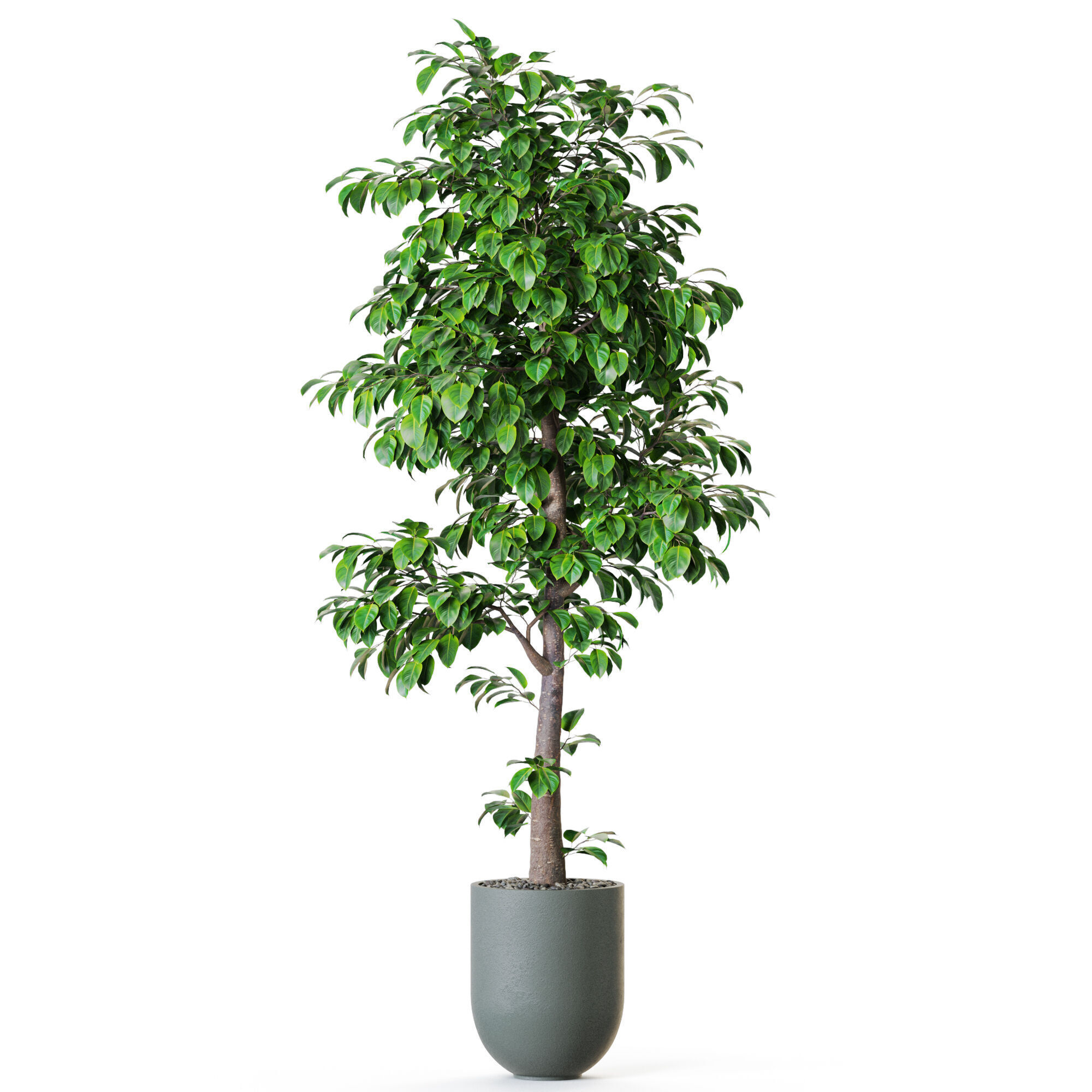 Plant 1202 3D model_1