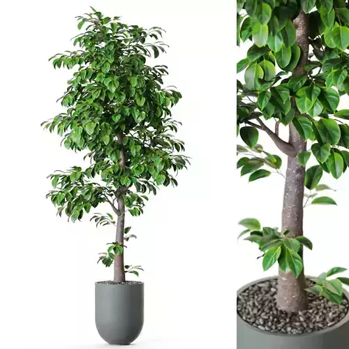 Plant 1202 3D model