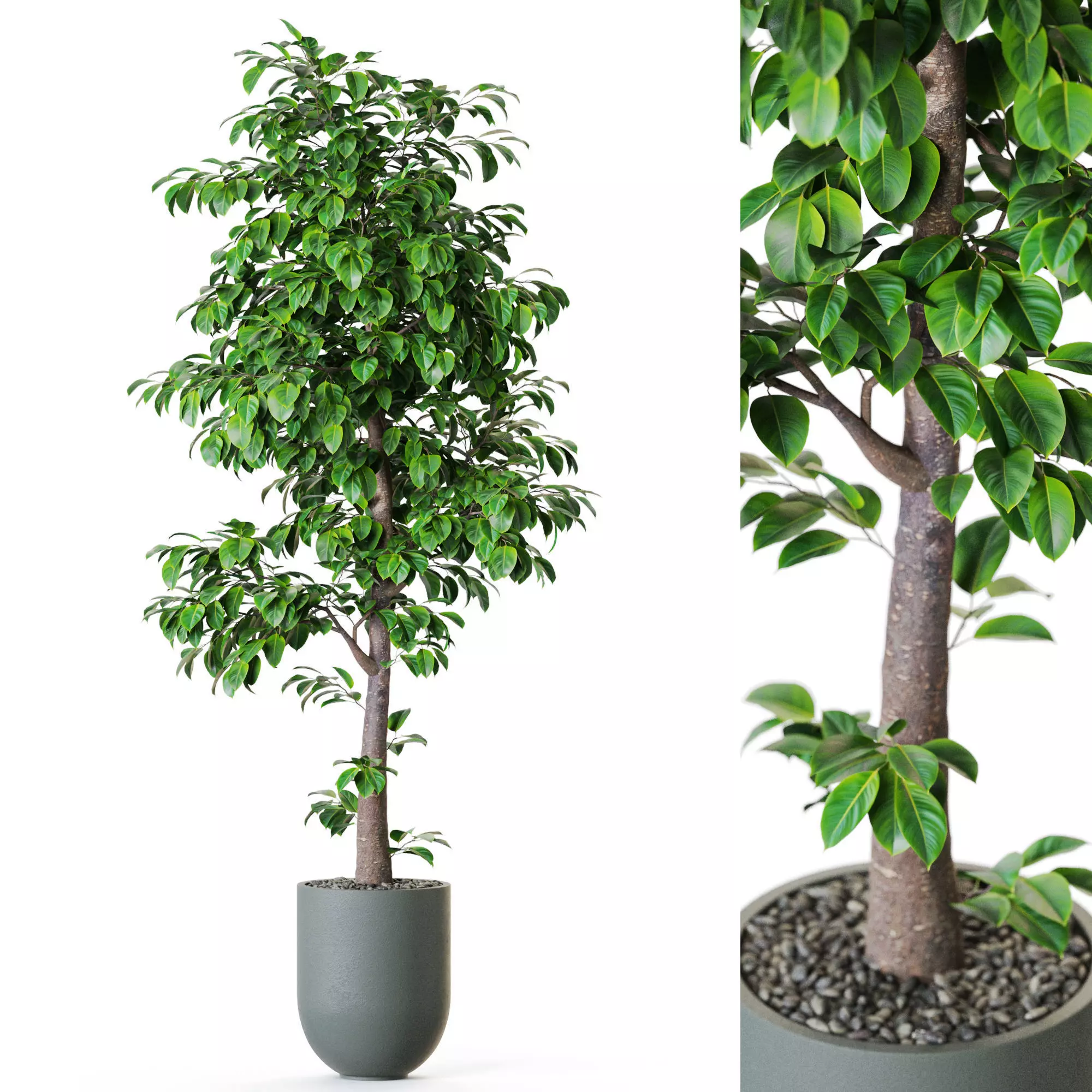 Plant 1202 3D model_0