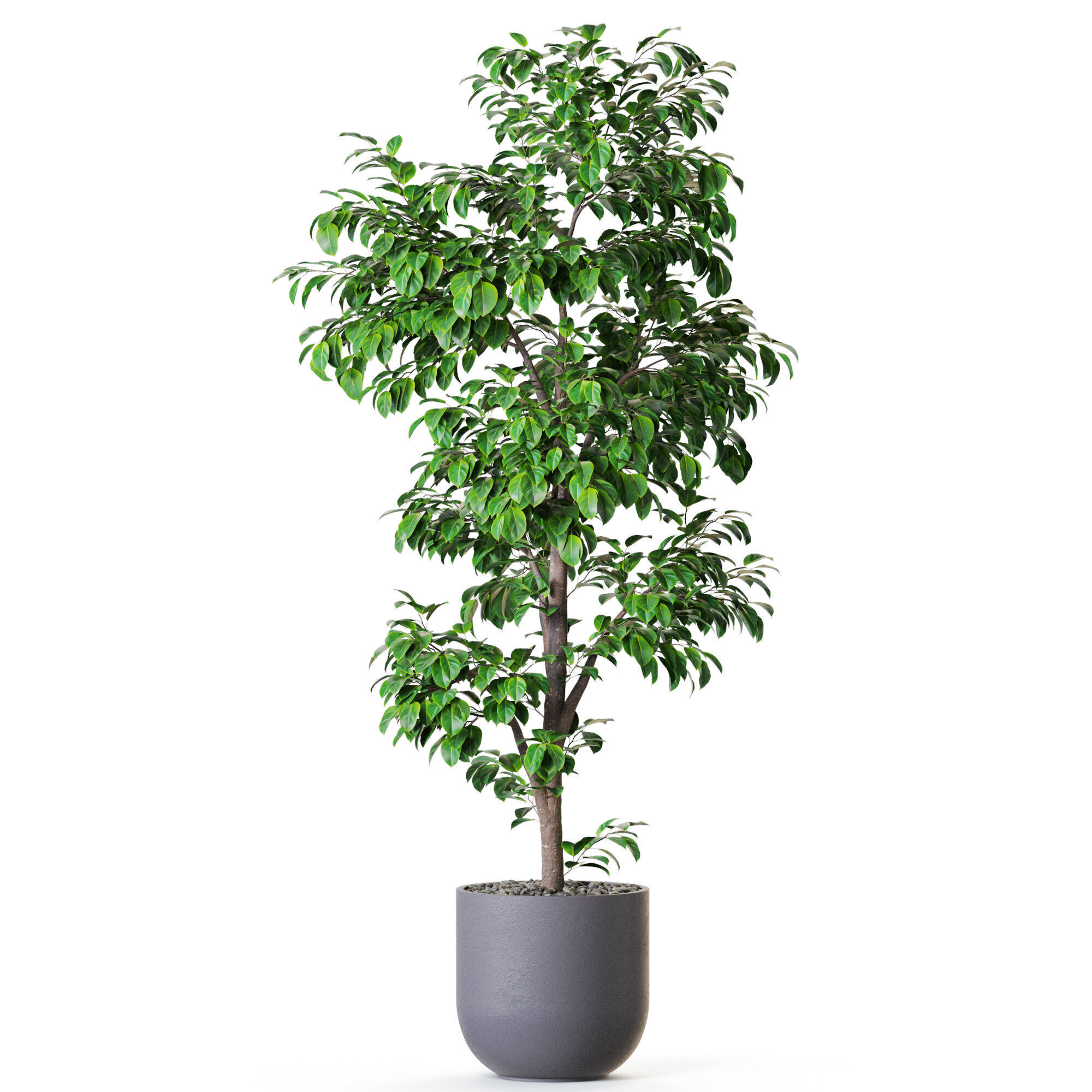 Plant 1203 3D model_1