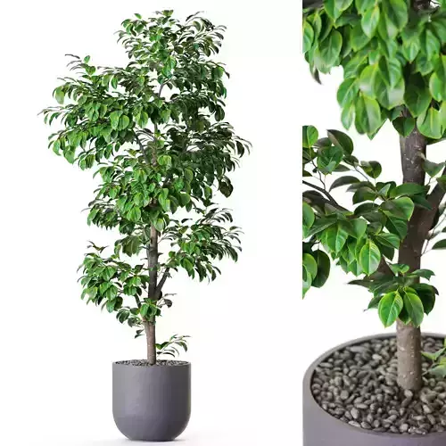 Plant 1203 3D model