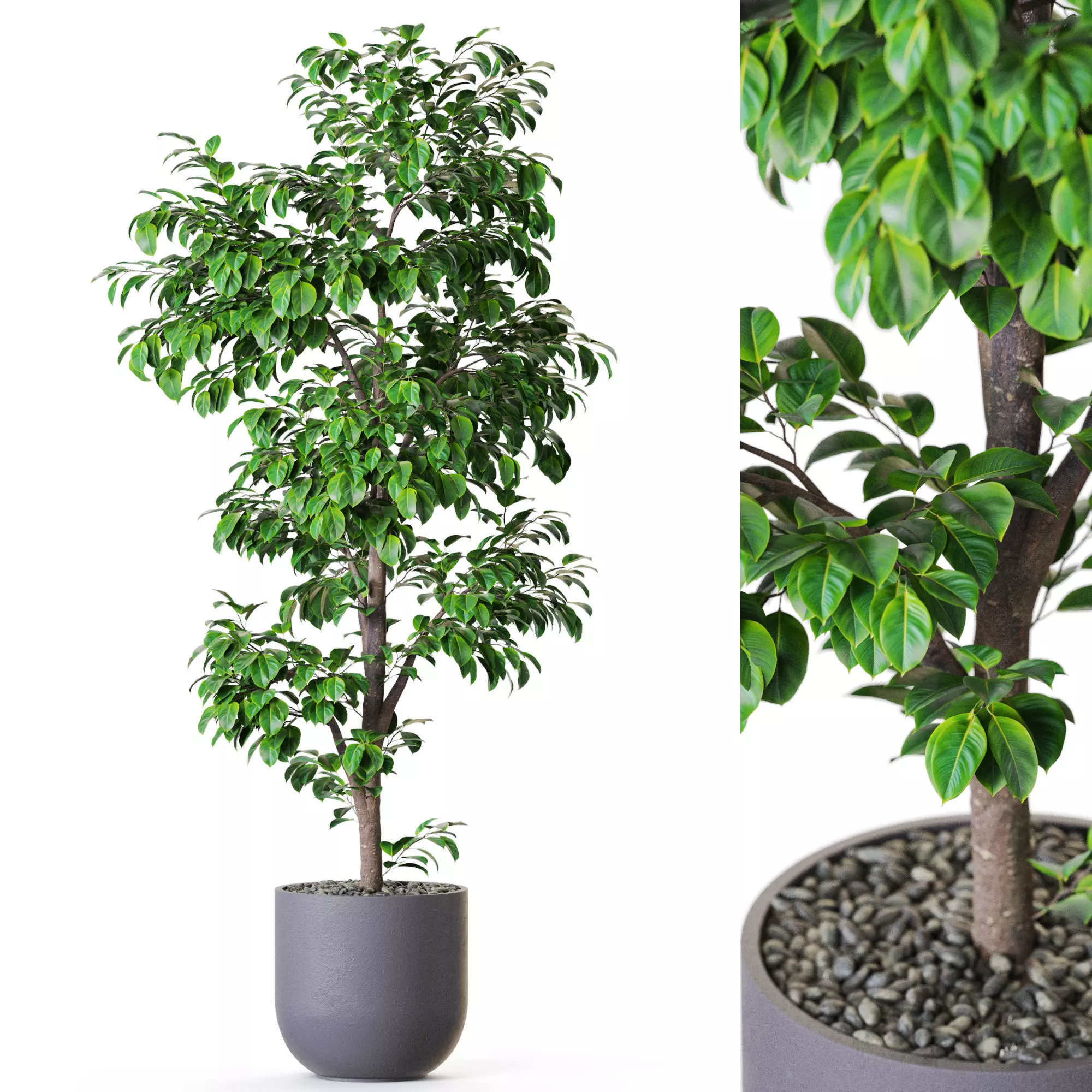 Plant 1203 3D model_0