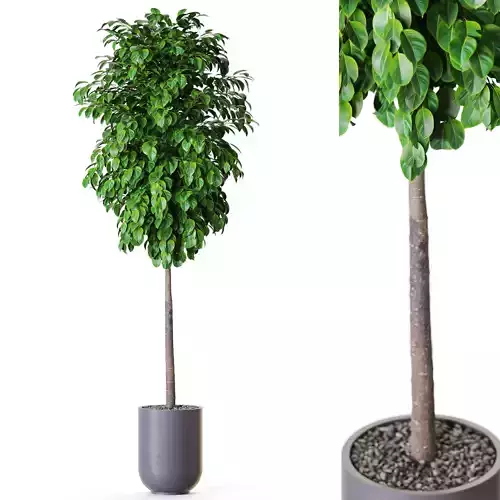 Plant 1204 3D model