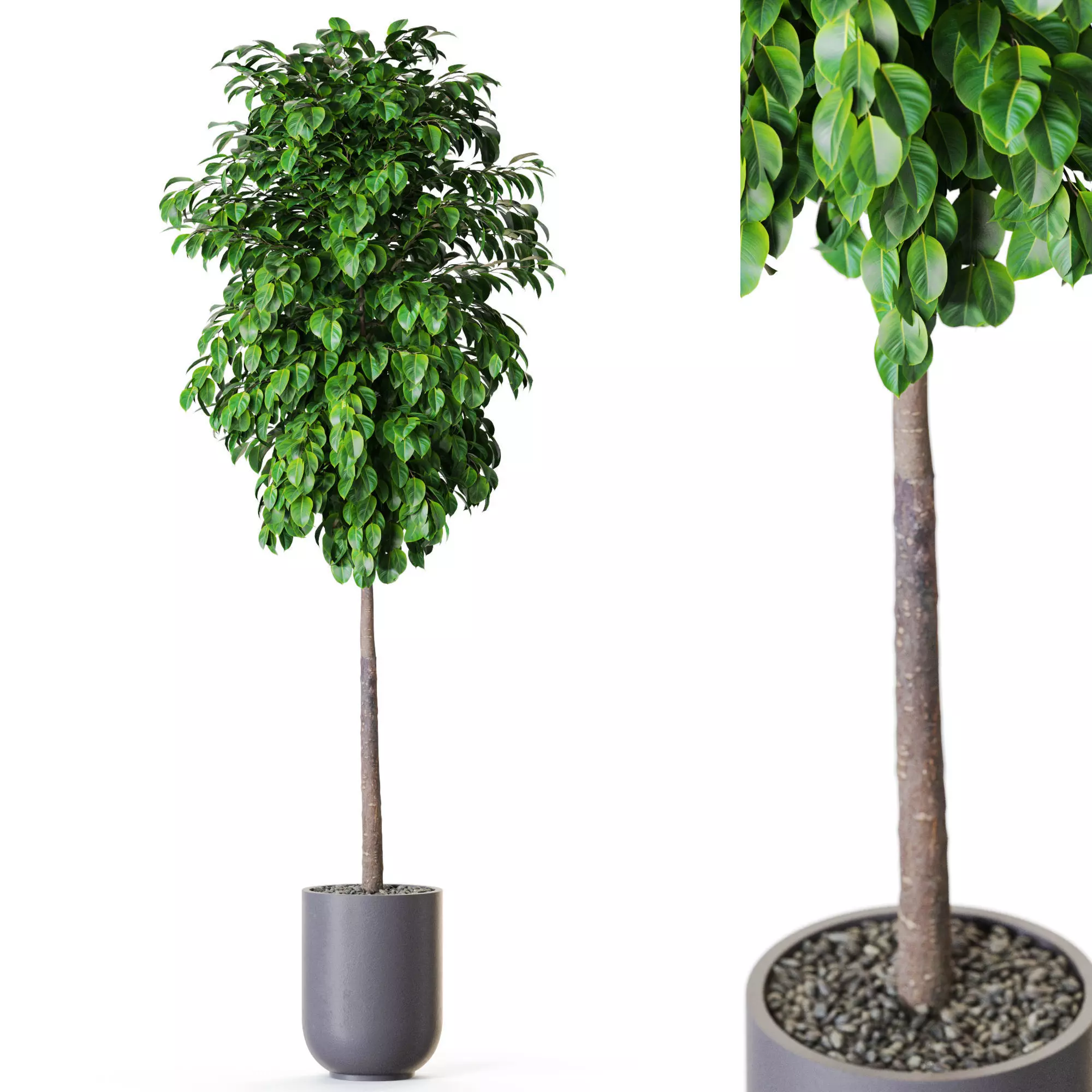 Plant 1204 3D model_0