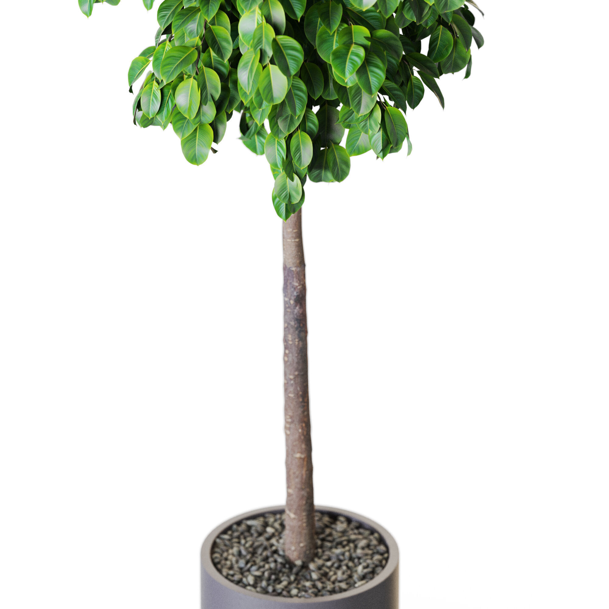 Plant 1204 3D model_2