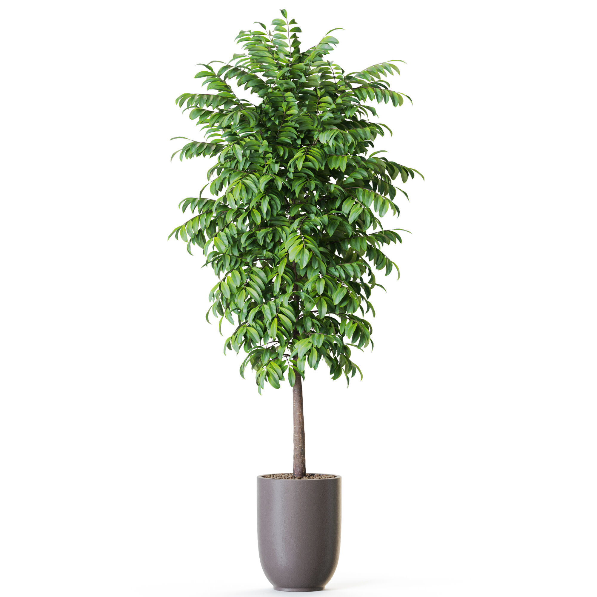 Plant 1205 3D model_1