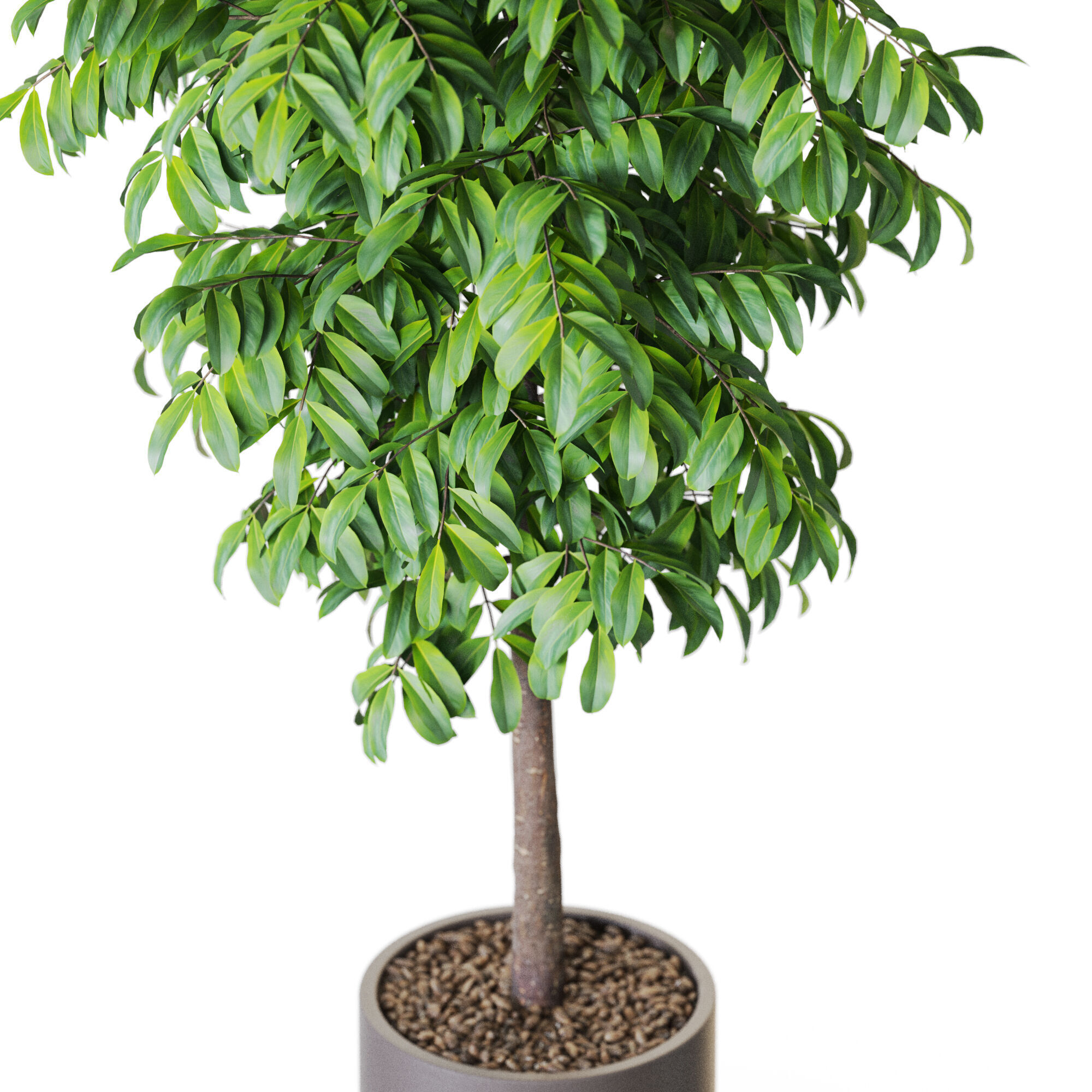 Plant 1205 3D model_2