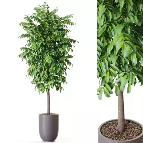 Plant 1205 3D model
