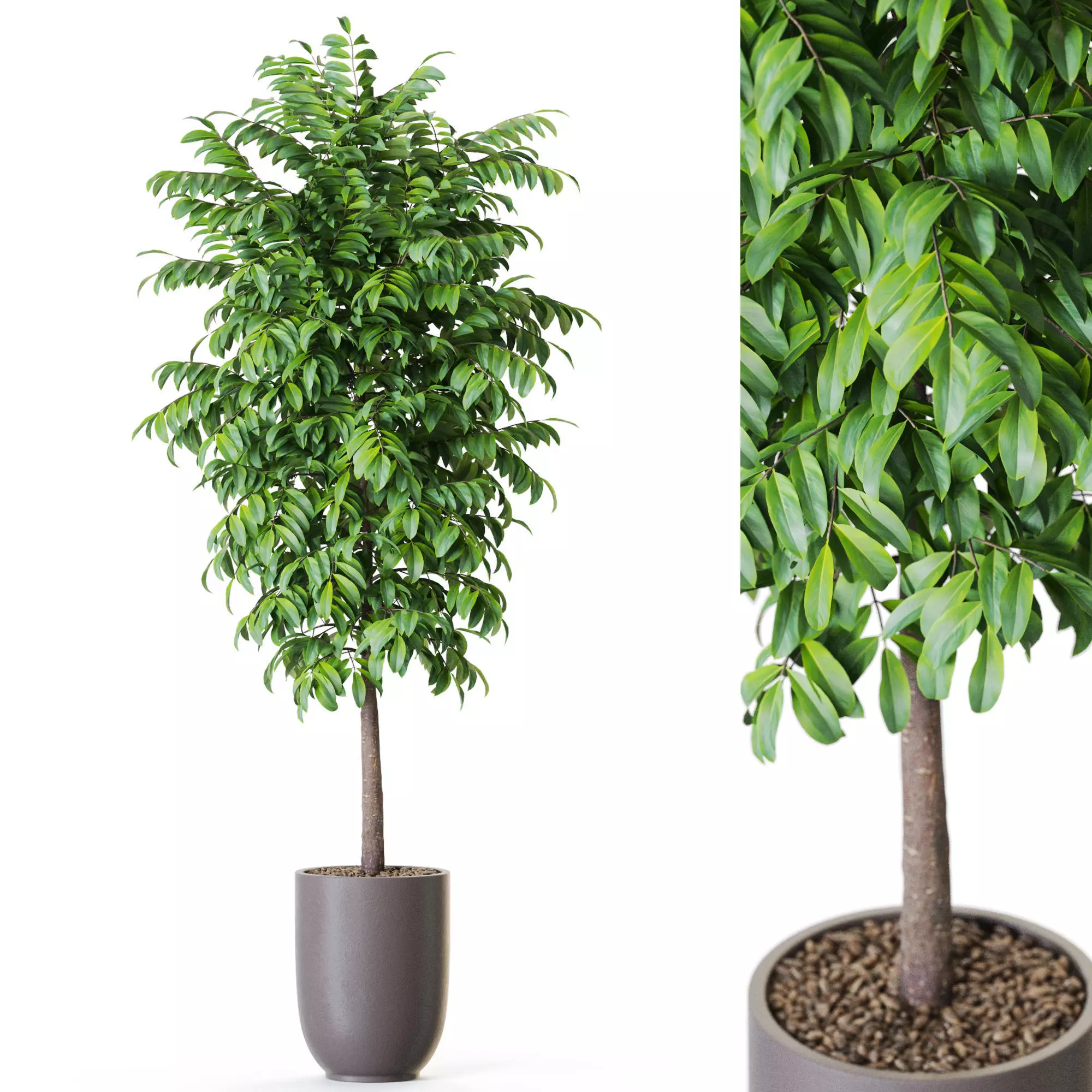 Plant 1205 3D model_0