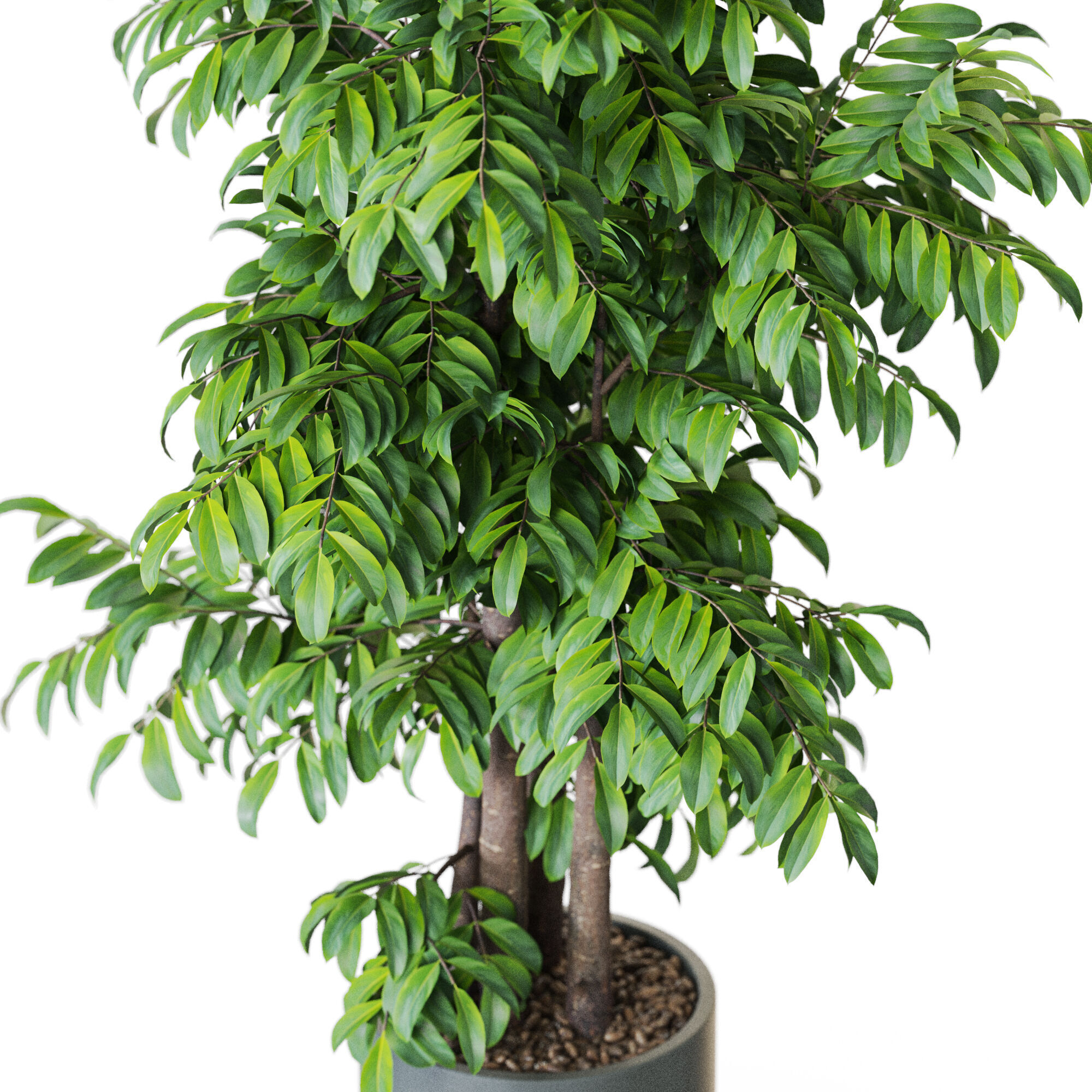 Plant 1206 3D model_2